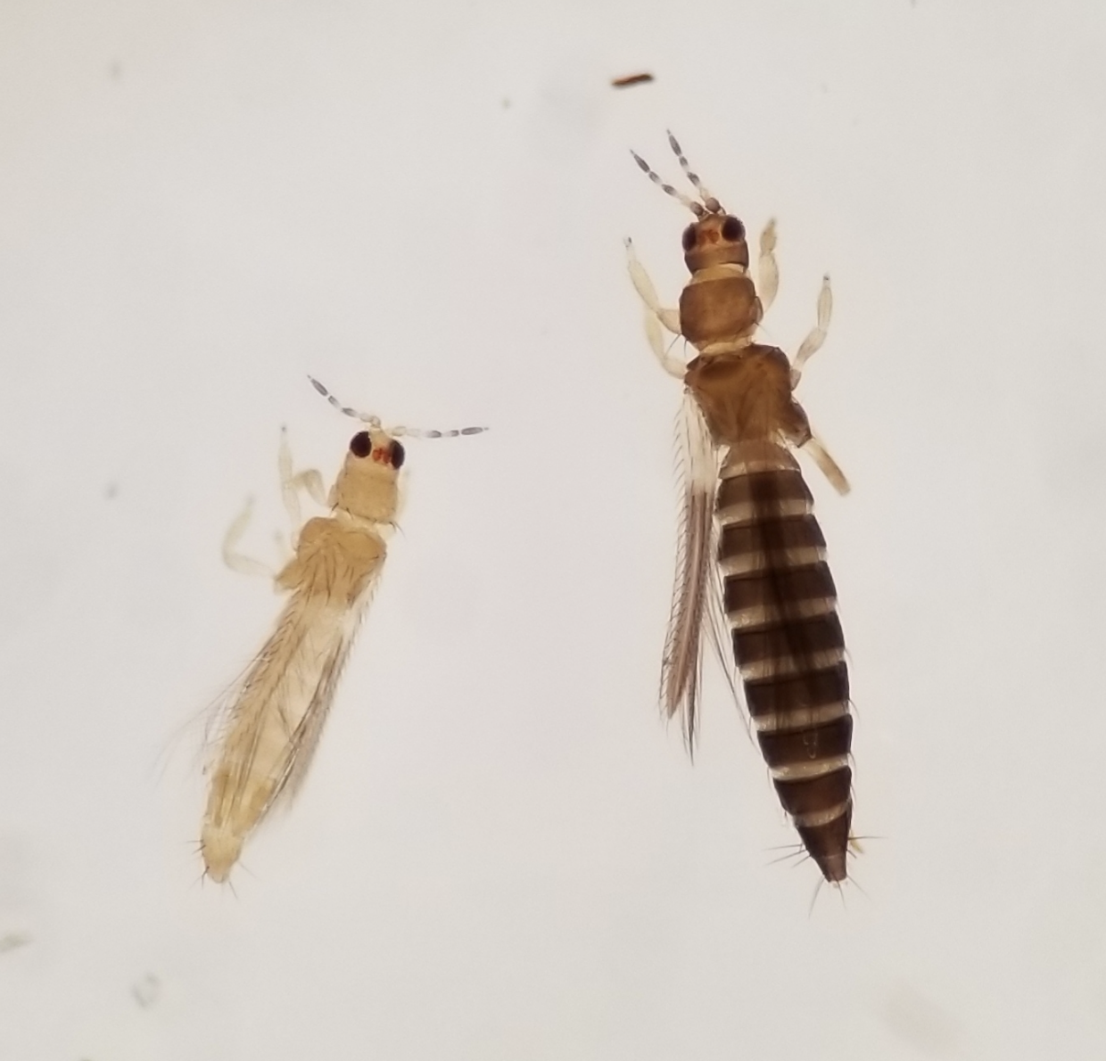 Thrips Parvispinus